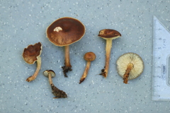 Gymnopus ocior