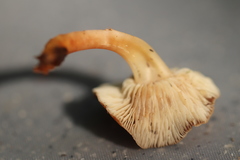Gymnopus ocior