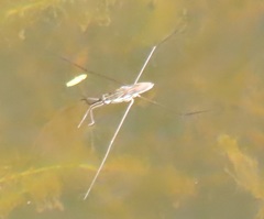 Limnogonoides