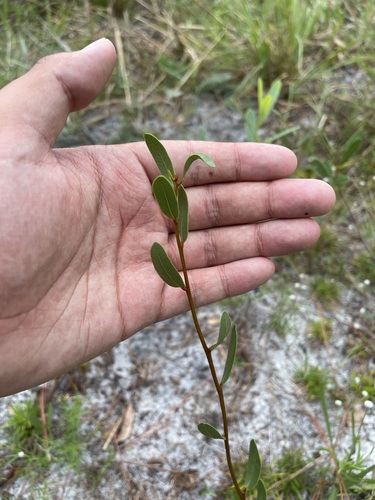 Image of Deeringothamnus rugelii by (c) Brandon Corder, some rights reserved (CC BY)