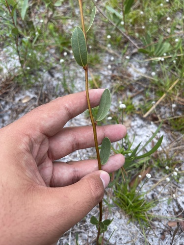 Image of Deeringothamnus rugelii by (c) Brandon Corder, some rights reserved (CC BY)