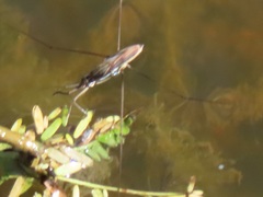 Limnogonoides