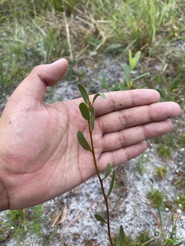 Image of Deeringothamnus rugelii by (c) Brandon Corder, some rights reserved (CC BY)