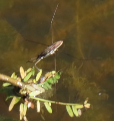 Limnogonoides
