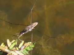 Limnogonoides