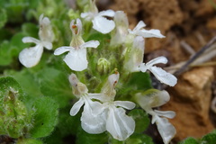 Teucrium pyrenaicum