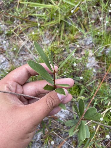 Image of Deeringothamnus rugelii by (c) Brandon Corder, some rights reserved (CC BY)
