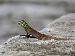 Agama picticauda image