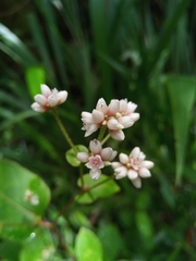 Fagopyrum cymosum image