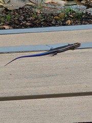 Plestiodon