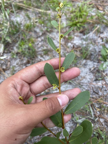 Image of Deeringothamnus rugelii by (c) Brandon Corder, some rights reserved (CC BY)