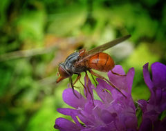 Rhingia
