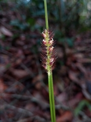 Setaria sphacelata