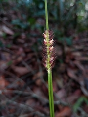 Setaria sphacelata
