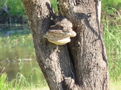 Fulvifomes elaeodendri