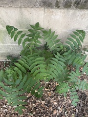 Ailanthus altissima