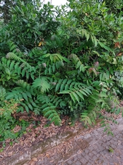 Ailanthus altissima