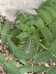 Ailanthus altissima