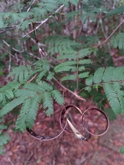 Dichrostachys