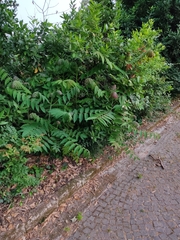 Ailanthus altissima