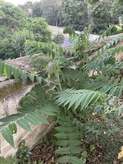 Ailanthus altissima