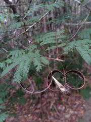 Dichrostachys