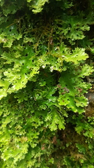 Pseudocyphellaria homoeophylla