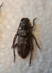 Taurotagus impressus