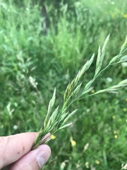 Lolium pratense