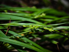 Carex digitalis