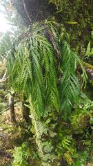Asplenium flaccidum flaccidum