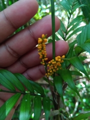 Dypsis concinna