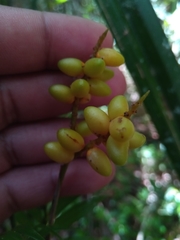 Dypsis concinna