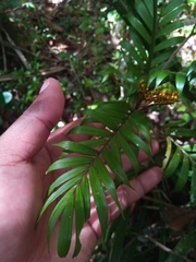 Dypsis concinna