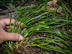 Carex digitalis