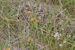 Rhynchospora indianolensis