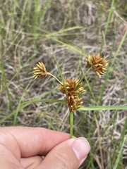 Rhynchospora indianolensis