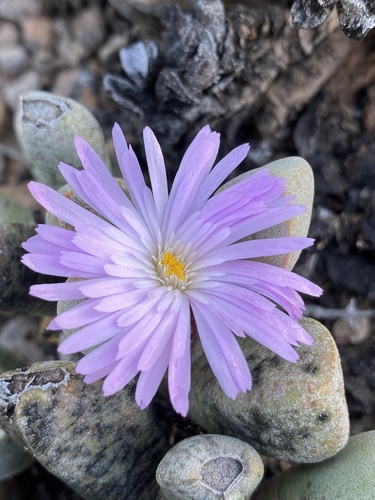 Cerochlamys pachyphylla (L. Bolus) L. Bolus 2