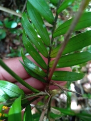 Dypsis concinna