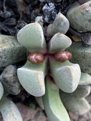 Cerochlamys pachyphylla