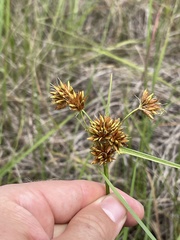 Rhynchospora indianolensis