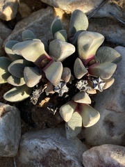 Cerochlamys pachyphylla