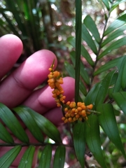 Dypsis concinna