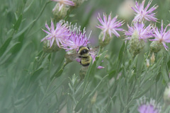 Bombus