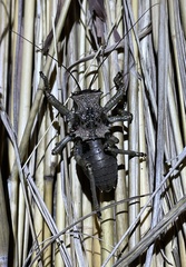 Enyaliopsis