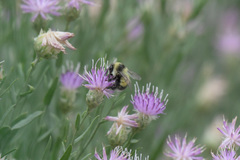 Bombus