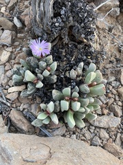 Cerochlamys pachyphylla