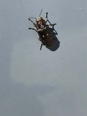 Buprestinae