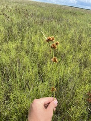 Rhynchospora indianolensis