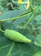 Matelea carolinensis
